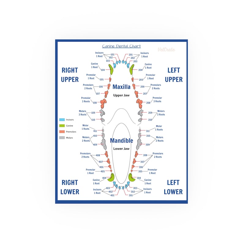 Veterinary Canine Dental Chart Simplify Your Dental Charting Process