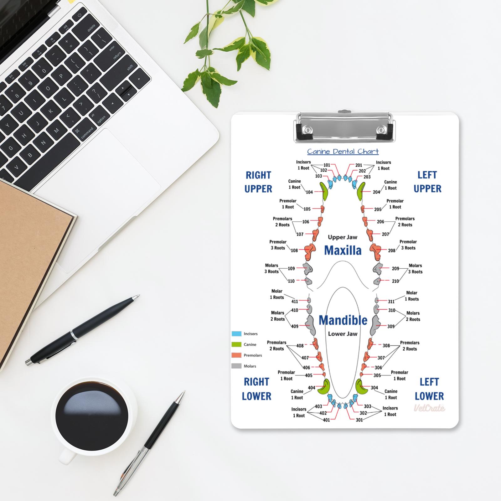 Veterinary Dental Chart Clipboardincludes Canine and Feline Dental