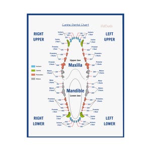 Veterinary Canine Dental Chart Poster - Simplify Your Dental Charting Process! Veterinary Technician|Veterinary Nurse|Veterinary Assistant