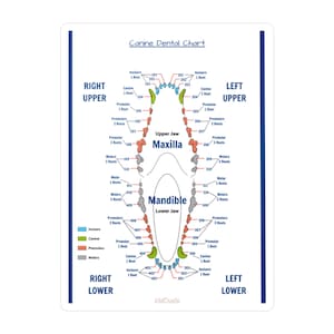 Canine Dental Chart Vinyl-Aufkleber | Veterinär-Referenz-Aufkleber für Praxen, Tierärzte, Hundeliebhaber und Zahnärzte