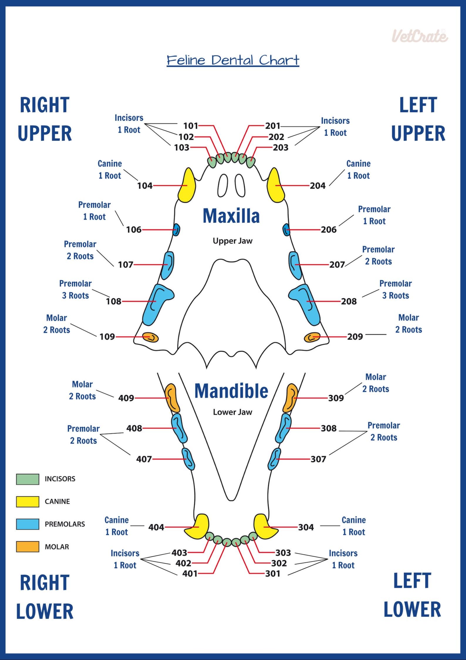 Digital Veterinary Canine and Feline Dental Charts With Root Numbers ...