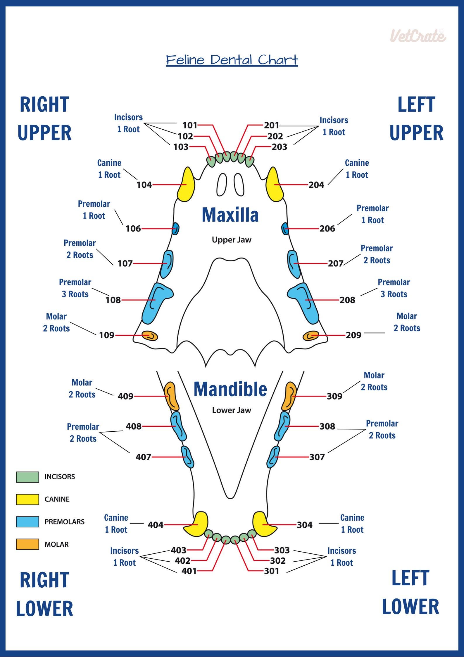 Dogs Root Table Digital Veterinary Canine and Feline Dental Charts With Root Numbers ...