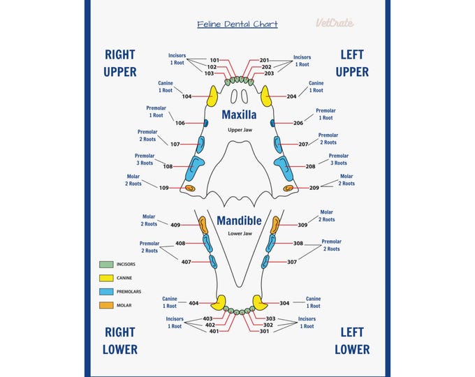 Reusable Veterinary Dental Charts, Dog Dental Chart, Cat Dental Chart