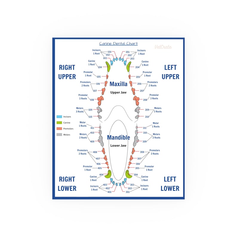 Veterinary Canine Dental Chart Poster Simplify Your Dental Charting
