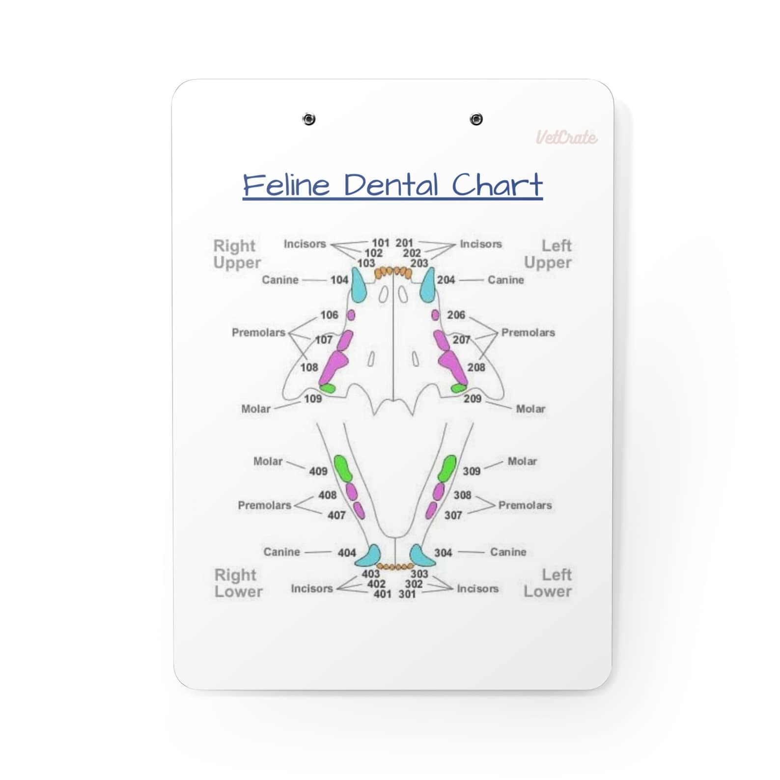 Veterinary Dental Chart Clipboardincludes Canine and Feline Etsy