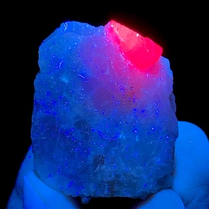 May include: A bright pink ruby crystal on a matrix of white calcite. The crystal is illuminated with a UV light, causing it to fluoresce a vibrant red color.