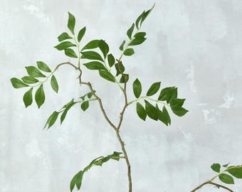 Artificial Wisteria Leaf Stem - High Quality Faux Foliage / Greenery / Wedding / Centerpieces / Vase Arrangement / Home Decor / Gifts / DIY