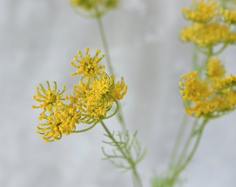 Artificial Queen Anne Lace Wildflower Stem - Faux Floral / DIY / Bouquet / Filler / Wedding / Flower Arrangement / Home Decoration / Yellow