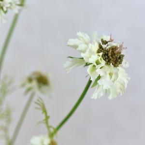 Puede incluir: Un ramo de flores blancas con tallos verdes. Las flores tienen un aspecto delicado y con volantes.