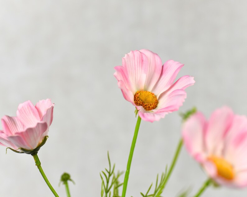 Real Touch Peachy Pink Cosmos Wildflower Stem High Quality Artificial
