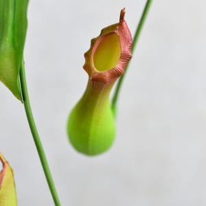 Artificial Green Nepenthes Pitcher Plant - Realistic Faux Plant for Home Decor / Indoor Outdoor Decoration / Living Room / Garden / Office