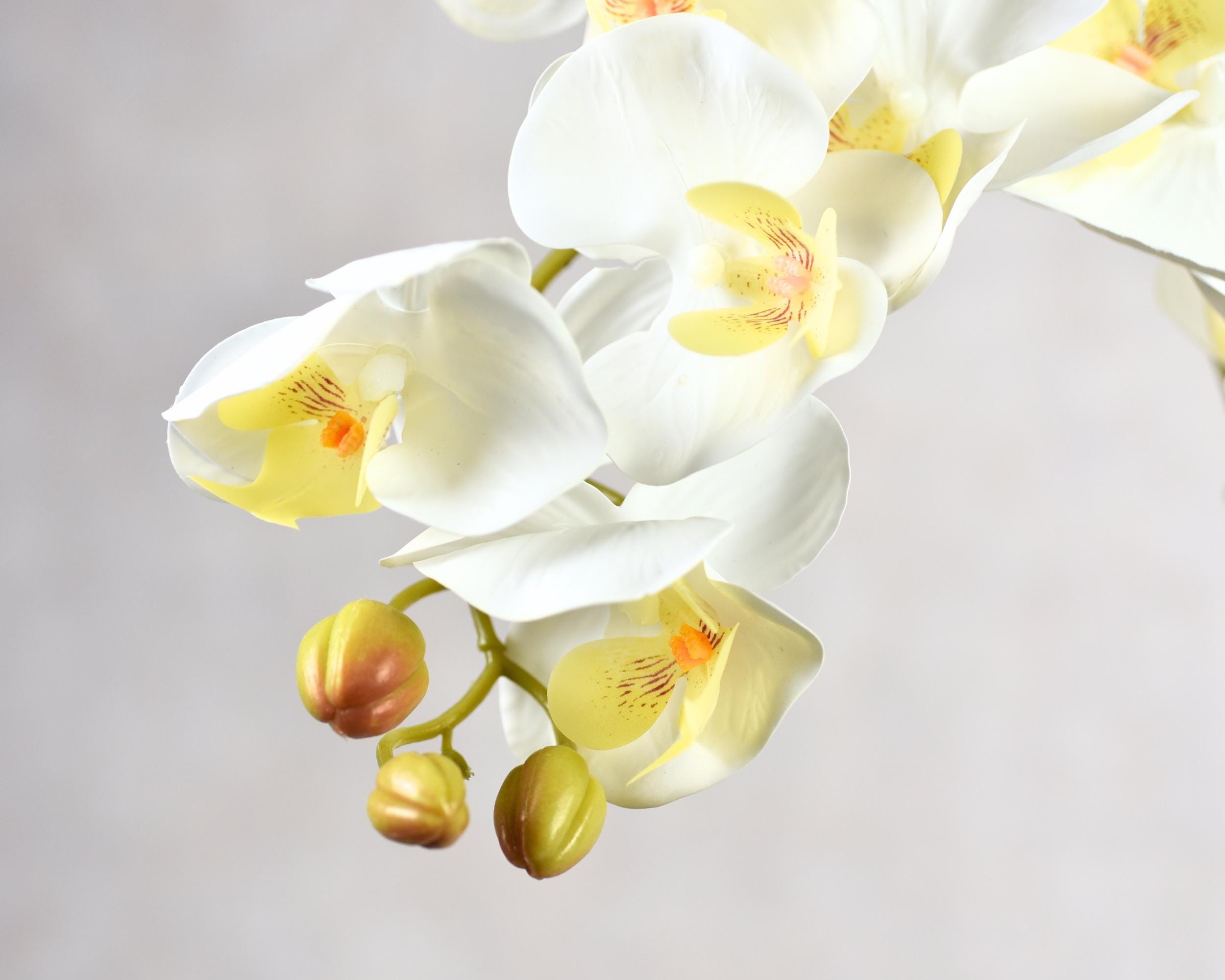 Phalaenopsis Orchids