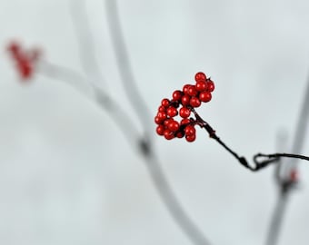 Könnte beinhalten: Eine Traube roter Beeren an einem dünnen, dunklen Zweig vor weißem Hintergrund.