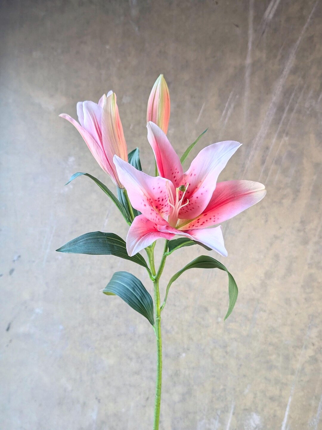 bamboo money plant Money Tree 4