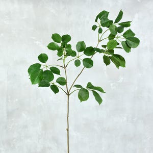 Faux Salal Lemon Leaf Stem  - High Quality Artificial Foliage / Greenery / Plant / Wedding / Home Decor / Arrangement / Centerpiece / Gifts