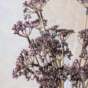 Könnte beinhalten: Ein Bündel getrockneter botanischer Stängel mit kleinen, dicht gedrängten Blütenköpfen in gedeckten Violett- und Mauvetönen. Die dünnen, holzigen Stiele sind hellbraun und verzweigen sich in zarte, schirmartige Strukturen.