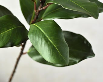 May include: Close-up of a green magnolia leaf with a prominent vein running down the center. The leaf is textured and has a glossy finish.