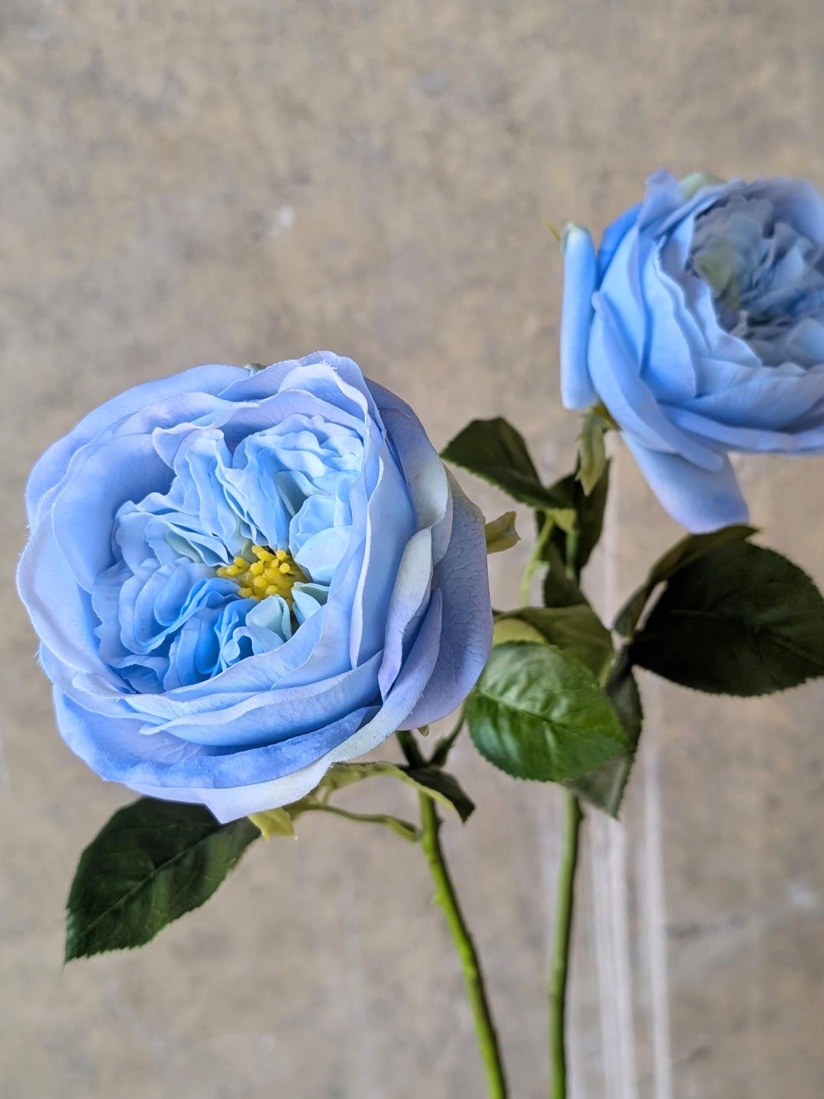 Real Touch Light Blue English Rose - David Austin / Cabbage Rose