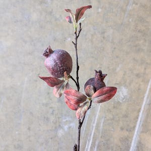Peut inclure: Une tige botanique décorative présentant deux fruits texturés de couleur violet foncé ressemblant à des grenades et plusieurs feuilles panachées dans des tons rouge profond, rose et vert sourd, fixés sur une fine branche ligneuse.