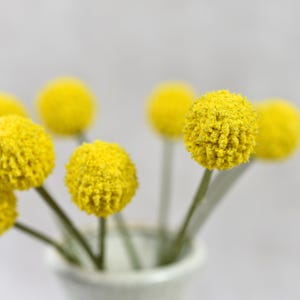 Op de afbeelding: Een boeket gele billy balls in een witte vaas. De bloemen zijn in een tros gerangschikt en hebben een pluche textuur.