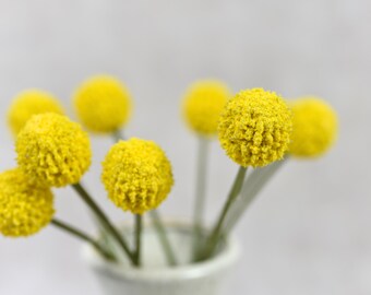 May include: A bouquet of yellow billy balls in a white vase. The flowers are arranged in a cluster and have a fluffy texture.