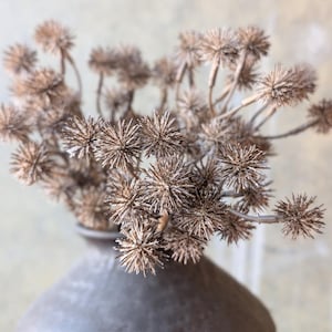 May include: A bouquet of dried, spiky, light brown seed heads with thin, branching stems arranged in a dark, textured, round ceramic vase. The spherical seed heads feature numerous fine, radiating points, creating a dense, clustered appearance.