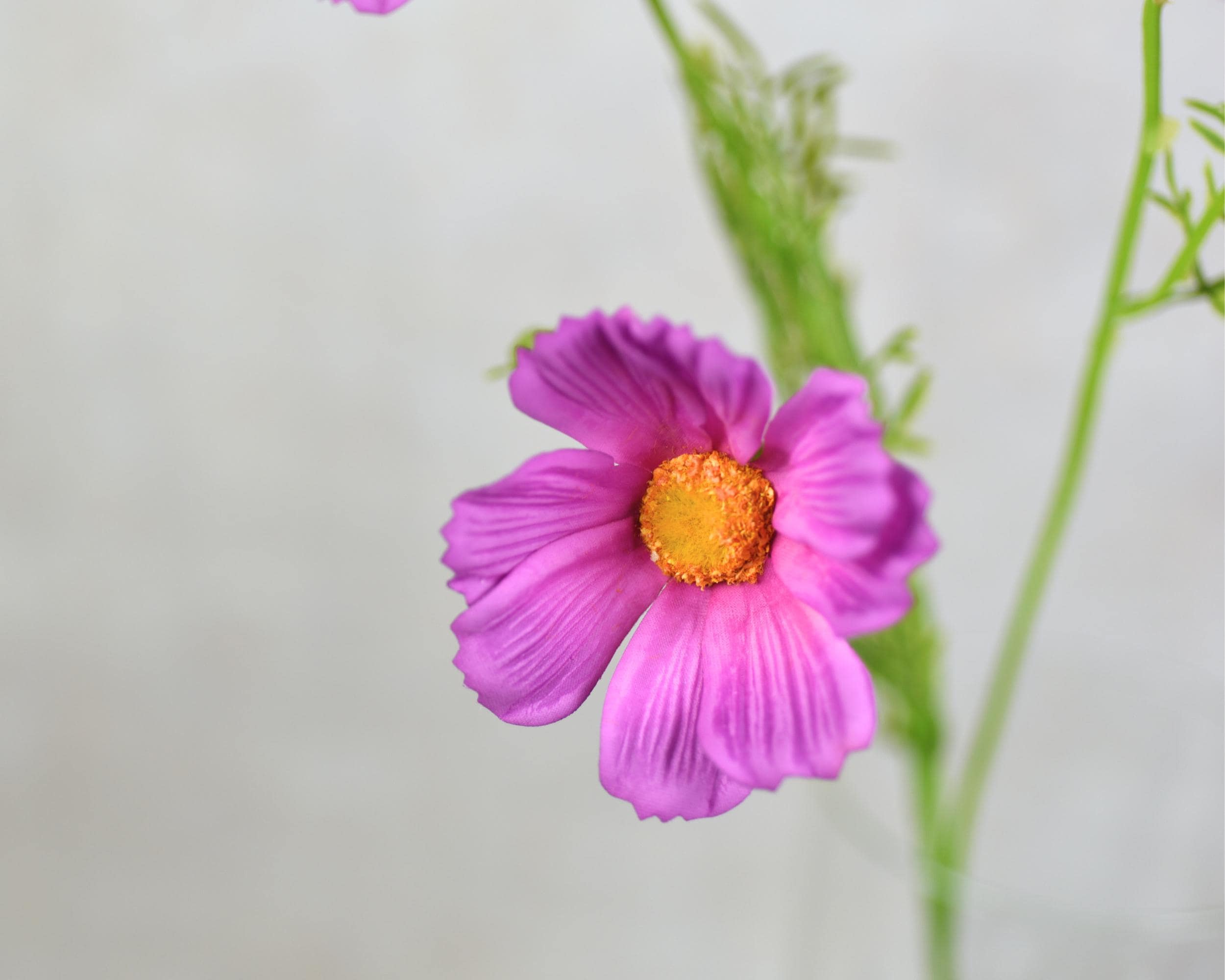 Real Touch Magenta Cosmos Wildflower Stem - High Quality Artificial ...