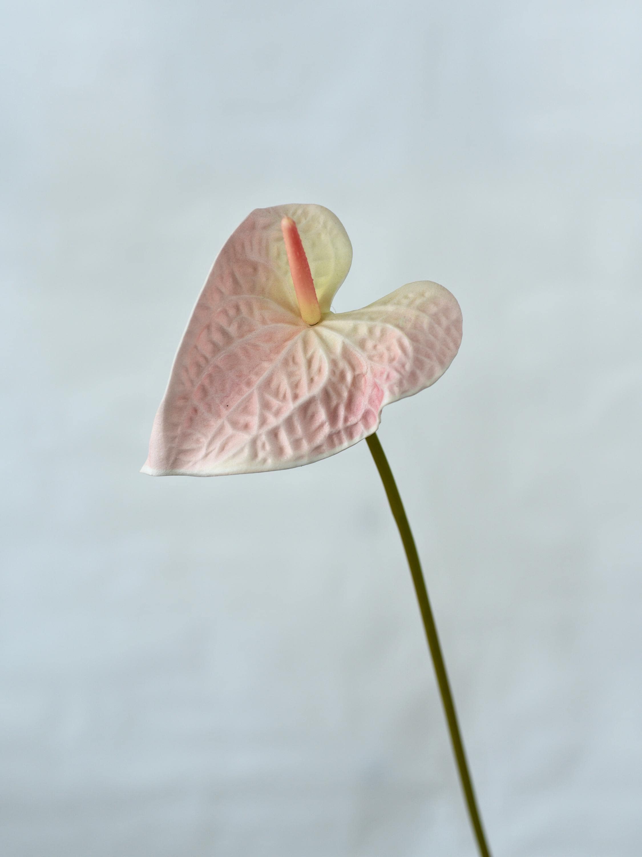 Artificial  Light Pale Pink Anthurium - Wedding / Bouquet / Centerpiece / Floral / Occasion / Home Decor / Vase Arrangement / Living Room