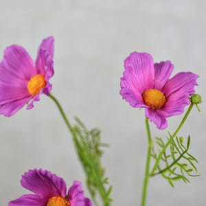 Könnte beinhalten: Nahaufnahme von leuchtend rosa Kosmosblüten mit gelben Zentren und grünen Stielen. Die Blütenblätter haben ein zartes, strukturiertes Aussehen. Das Bild zeigt die Schönheit dieser dekorativen Blumen.
