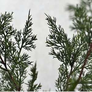 May include: Close-up of a green leafy plant with delicate branches and needles. The plant has a natural, organic texture and a vibrant green colour.