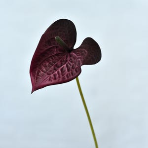 Anthurium bordeaux artificiel - Mariage / Bouquet / Pièce maîtresse / A fleurs / Occasion / Décoration d'intérieur / Composition en vase / Salon