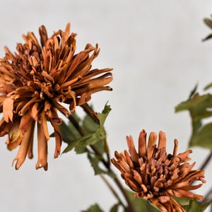 May include: Dried brown chrysanthemum flowers with green stems and leaves.