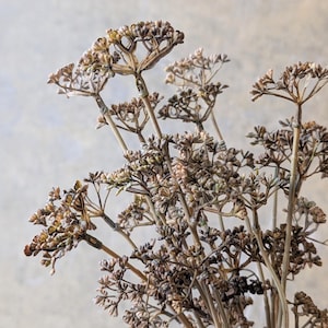 Peut inclure: Un bouquet de tiges botaniques séchées présentant de multiples ombelles ramifiées avec de petites gousses texturées de couleur brune et beige. La structure végétale se compose de tiges fines et rigides soutenant les fleurs séchées délicates.