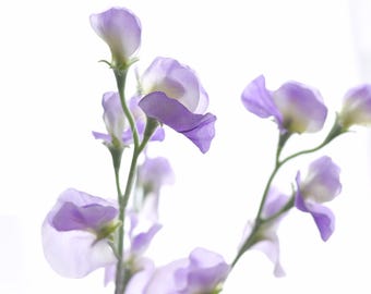 Tallo de flor de guisante de olor de seda morada sintética - Flor artificial de alta calidad / Boda / Ramo / DIY / Centro de mesa / Decoración de primavera para el hogar / Regalo