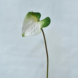 Artificial Green White Anthurium - Wedding / Bouquet / Centerpiece / Floral / Occasion / Home Decor / Vase Arrangement / Living Room / Gifts