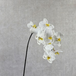 Real Touch 8 Heads  White Phalaenopsis Orchid - High Quality Artificial Flower / Wedding / Bouquet / Event / Arrangement /Centerpiece / Gift