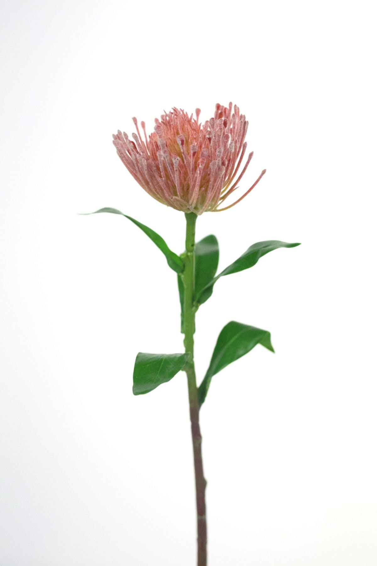 17 Artificial Frosted Coral Pincushion Protea Flower / Etsy
