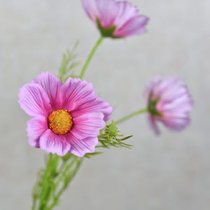 Puede incluir: Un ramo de tres flores de cosmos rosas con centros amarillos. Las flores están dispuestas en un jarrón y están en flor.