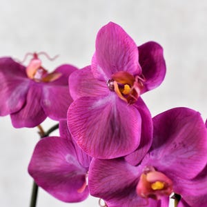 Real Touch 8 Heads Fuchsia Phalaenopsis Orchid - High Quality Artificial Flower / Wedding / Bouquet / Event / Arrangement /Centerpiece /Gift