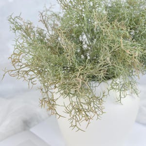 May include: A bunch of dried, light green, wispy foliage in a white vase. The foliage is arranged in a loose, natural style.
