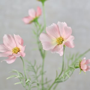 Könnte beinhalten: Ein Strauß rosa Kosmeen mit grünen Stielen und Blättern. Die Blüten haben einen gelben Mittelpunkt und sind in einer Traube angeordnet.