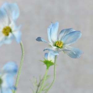 Peut inclure: Gros plan sur des fleurs bleu clair avec des centres blancs et des étamines jaunes. Les pétales ont un aspect doux et texturé. Les fleurs sont sur de fines tiges vertes sur un fond flou et neutre, suggérant un arrangement floral.