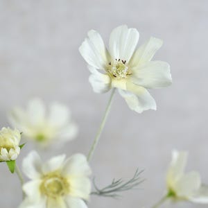 Tallo de cosmos blanco crema de seda sintética: flor artificial de alta calidad, para bodas, ramos, arreglos, centros de mesa, decoración del hogar, regalos y manualidades