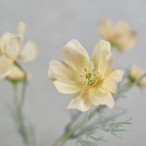 Faux Silk Light Champagne Cosmos Stem - High Quality Artificial Flower / Wedding / Bouquet / Floral Arrangement / Living Room / Home Decor