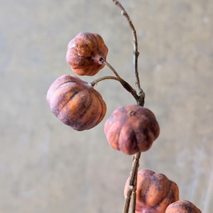 May include: A decorative branch featuring five small, round, pumpkin-shaped fruits with a textured, ribbed surface. The fruits are coloured in shades of orange and brown with dark, weathered markings, attached to a thin, woody, brown stem.