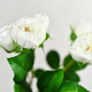 Op de afbeelding: Een boeket witte rozen met groene bladeren. De rozen staan ​​in volle bloei en hebben een delicate, vrouwelijke uitstraling.