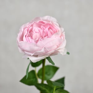 Real Touch Pink English Cabbage Rose Stem / David Austin Rose / Garden Rose / Wedding / Bouquet / Flower Arrangement / Centerpieces / Decor