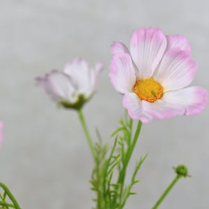 Könnte beinhalten: Ein Strauß rosa und weißer Kosmeen mit gelben Zentren. Die Blumen sind scharf, während der Hintergrund unscharf ist.