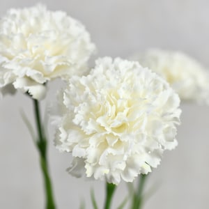 May include: A bouquet of three white carnations with green stems.
