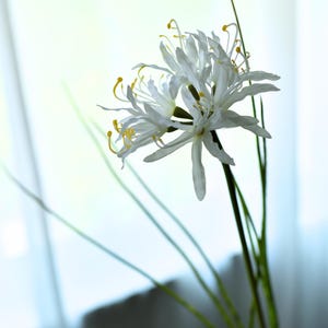 Artificial White Spider Lily Flower - High Quality Artificial Floral / Wedding / Bouquet / Arrangement / Living Room Decor / Centerpieces